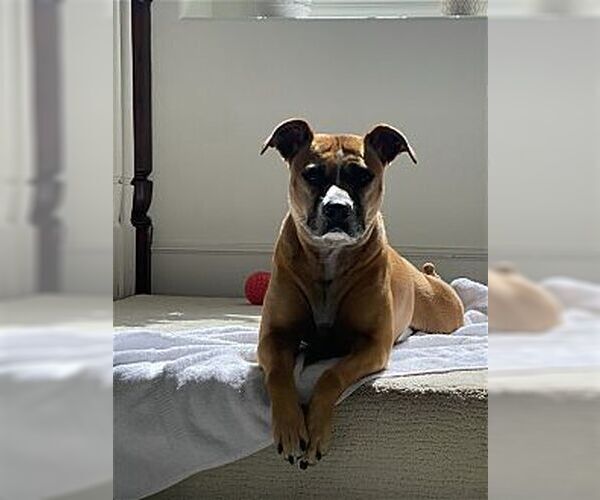 Medium Photo #2 Boxador Puppy For Sale in Dana Point, CA, USA