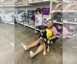 Small #17 Doberman Pinscher Mix