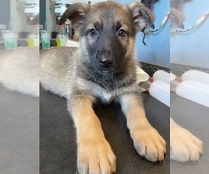German Shepherd Dog Puppy for sale in BURTON CITY, OH, USA