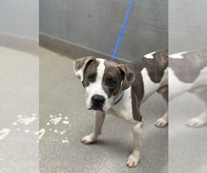 American Pit Bull Terrier-Unknown Mix Dogs for adoption in Las Vegas, NV, USA