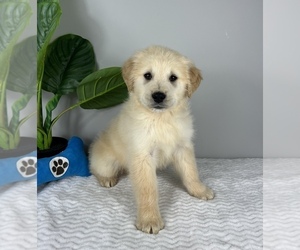 Golden Retriever Puppy for sale in FRANKLIN, IN, USA