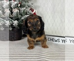 Small #3 Dachshund