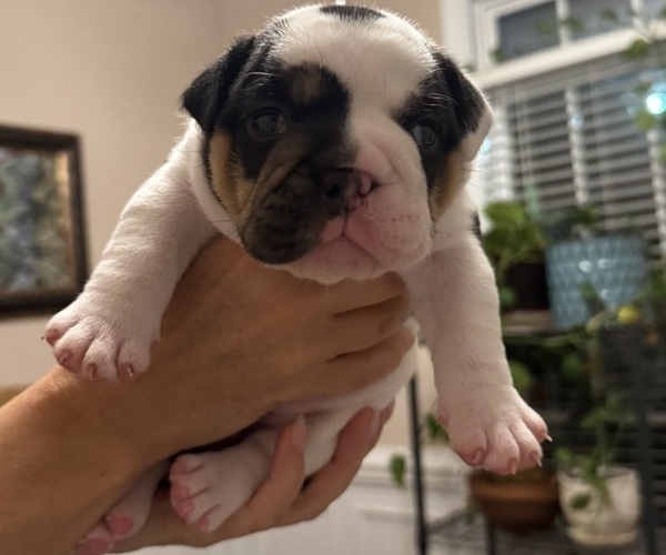 Medium Photo #5 English Bulldog Puppy For Sale in FAYETTEVILLE, NC, USA