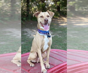 Peanut - Male Mutt Dog for Adoption - Photo #5