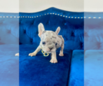 Small Photo #2 French Bulldog Puppy For Sale in ENCINO, CA, USA