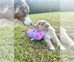 Small Australian Shepherd