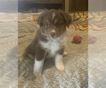 Puppy 1 Miniature Australian Shepherd