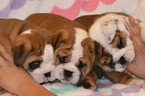Small Photo #9 Bulldog Puppy For Sale in CHINO HILLS, CA, USA