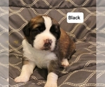 Puppy 6 Saint Bernard