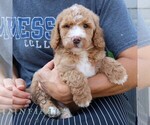 Small #3 Goldendoodle