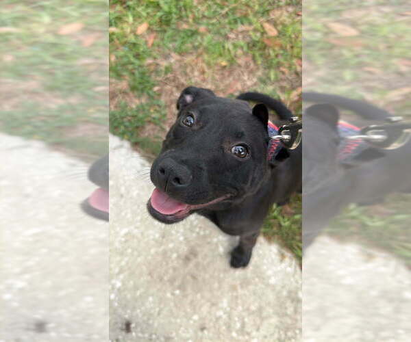 Medium Photo #2 Labrador Retriever-Unknown Mix Puppy For Sale in oakland, FL, USA