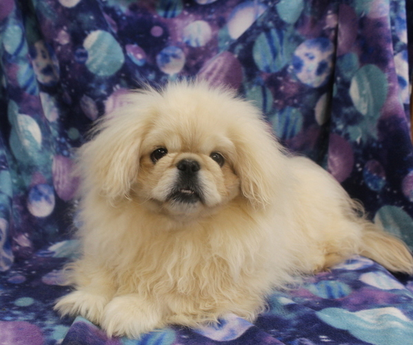 Medium Photo #2 Pekingese Puppy For Sale in JOICE, IA, USA