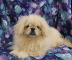 Small #1 Pekingese