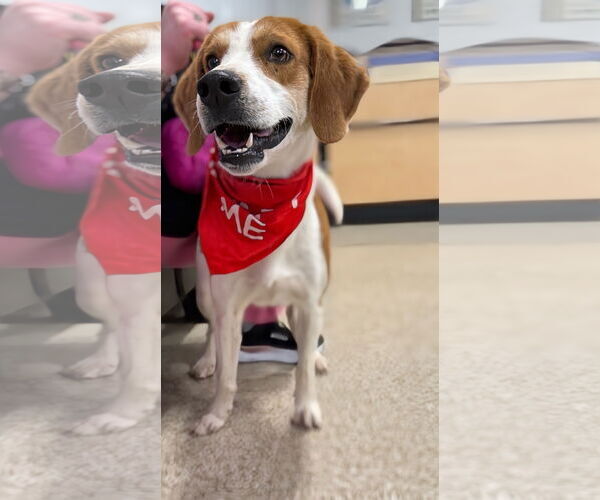 Medium Photo #14 Mutt Puppy For Sale in Rustburg, VA, USA