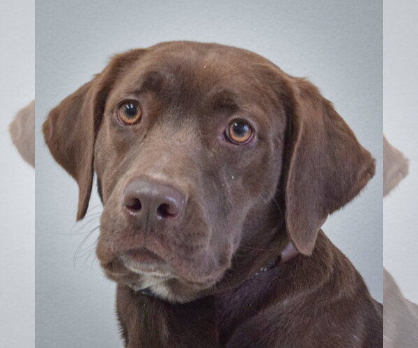 Medium Photo #1 - Mix Puppy For Sale in Huntley, IL, USA