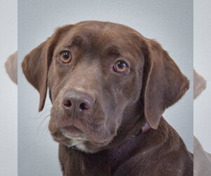 - Mix Dogs for adoption in Huntley, IL, USA