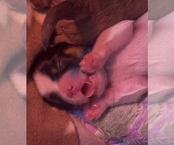 Medium Photo #3 Maltipoo (Miniature)-Shih Tzu Mix Puppy For Sale in MIDDLEBURG, FL, USA