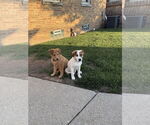 Small #4 Australian Shepherd Mix