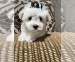 Small Photo #3 Maltese Puppy For Sale in RICHMOND, IL, USA