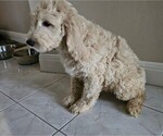 Small #1 Goldendoodle
