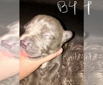 Small Photo #19 American Bully Puppy For Sale in PEWEE VALLEY, KY, USA