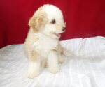 Small #1 Bernedoodle