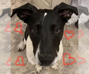 American Pit Bull Terrier-Unknown Mix Dogs for adoption in New York, NY, USA