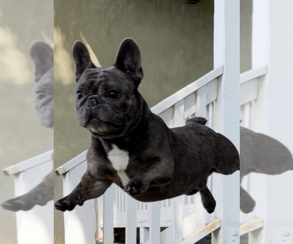 Medium Photo #1 French Bulldog Puppy For Sale in CLAREMONT, CA, USA
