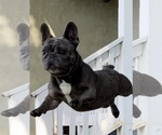 Small Photo #1 French Bulldog Puppy For Sale in CLAREMONT, CA, USA