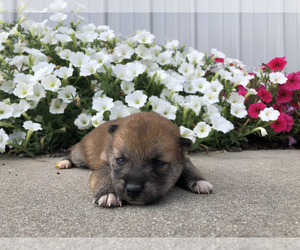 Shiba Inu Puppy for sale in SULLIVAN, IL, USA