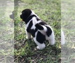 Small Photo #9 Akita Puppy For Sale in INGLIS, FL, USA