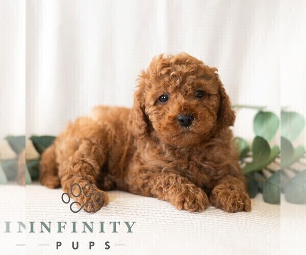 Medium Photo #3 Poodle (Miniature) Puppy For Sale in DORNSIFE, PA, USA