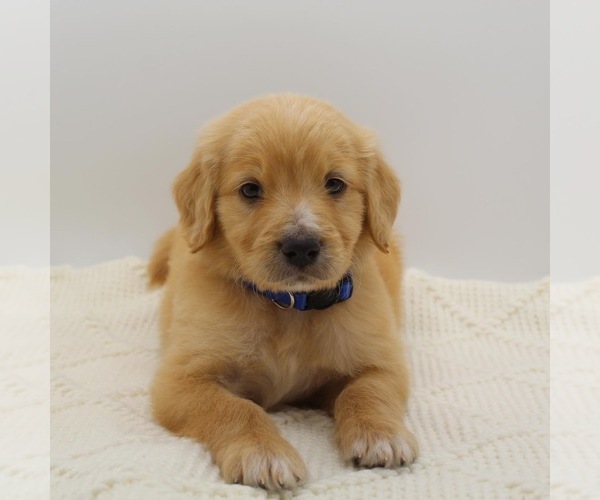 Medium Photo #2 Goldendoodle Puppy For Sale in ROYSE CITY, TX, USA