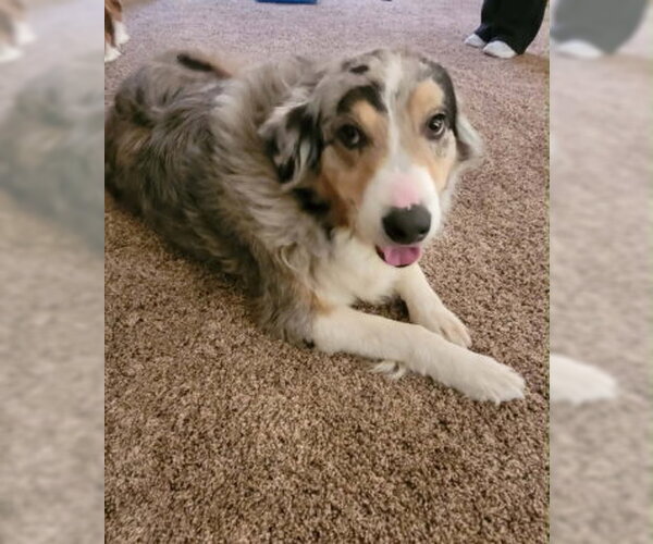 Medium Photo #1 Australian Shepherd-Unknown Mix Puppy For Sale in Grafton, WI, USA