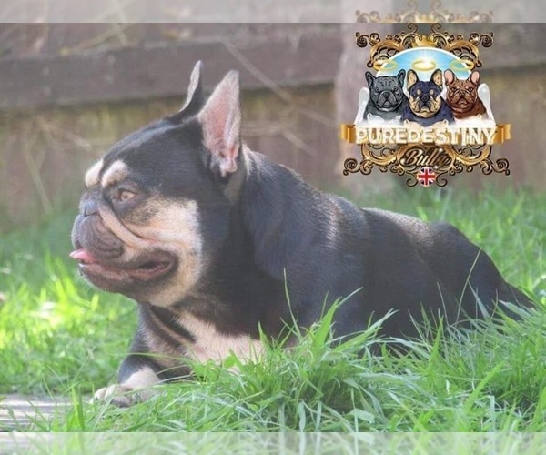 Medium Photo #11 French Bulldog Puppy For Sale in BUCKS BAR, CA, USA