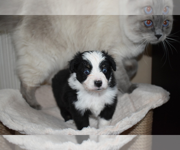 Medium Photo #4 Miniature Australian Shepherd Puppy For Sale in WICHITA FALLS, TX, USA
