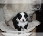 Small Photo #4 Miniature Australian Shepherd Puppy For Sale in WICHITA FALLS, TX, USA