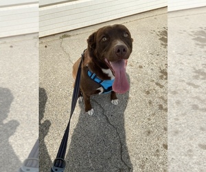 Labrador Retriever Dog for Adoption in CITY OF SPOKANE VALLEY, Washington USA