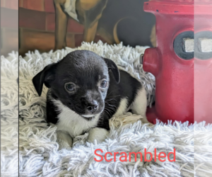 Chihuahua-Unknown Mix Dogs for adoption in Fresno, CA, USA