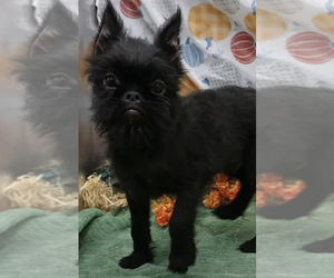 Brussels Griffon Puppy for sale in SPRINGBORO, OH, USA