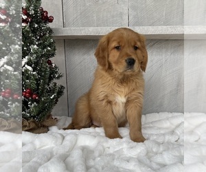 Medium Golden Retriever