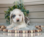 Small Photo #3 Cocker Spaniel Puppy For Sale in SEAMAN, OH, USA