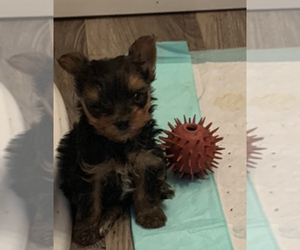 Yorkshire Terrier Puppy for sale in OHATCHEE, AL, USA