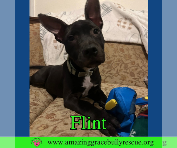 Medium Photo #4 American Bulldog-Unknown Mix Puppy For Sale in Pensacola, FL, USA