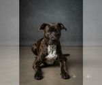 Small Mutt