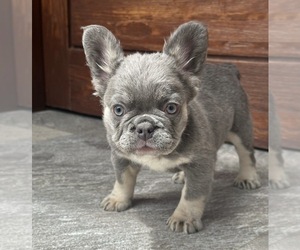 French Bulldog Puppy for Sale in PASADENA, California USA