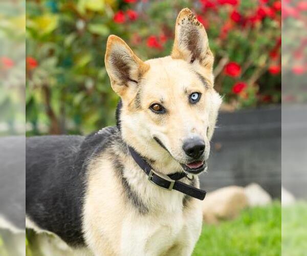 Medium Photo #2 Gerberian Shepsky Puppy For Sale in Camarillo, CA, USA