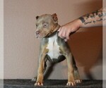 Small Photo #7 American Bully Puppy For Sale in CRESTVIEW, FL, USA