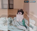 Small #2 ShihPoo