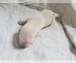 Small #67 Labrador Retriever